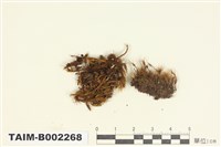 藏品(葉蘚屬)的圖片